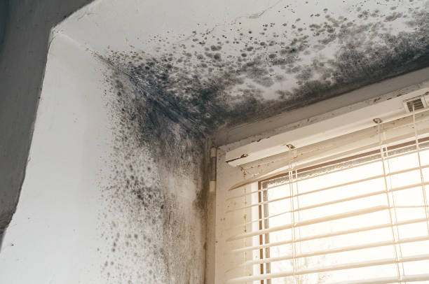 Affordable Basement Mold Removal solutions in Jamestown, NC