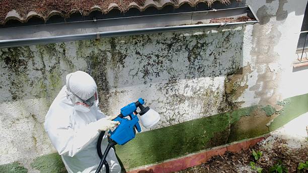 Trusted Attic Mold Removal service in Jamestown, NC - Cheap Mold Removal